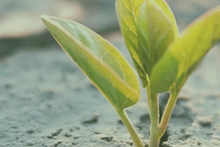 Resilient Communities